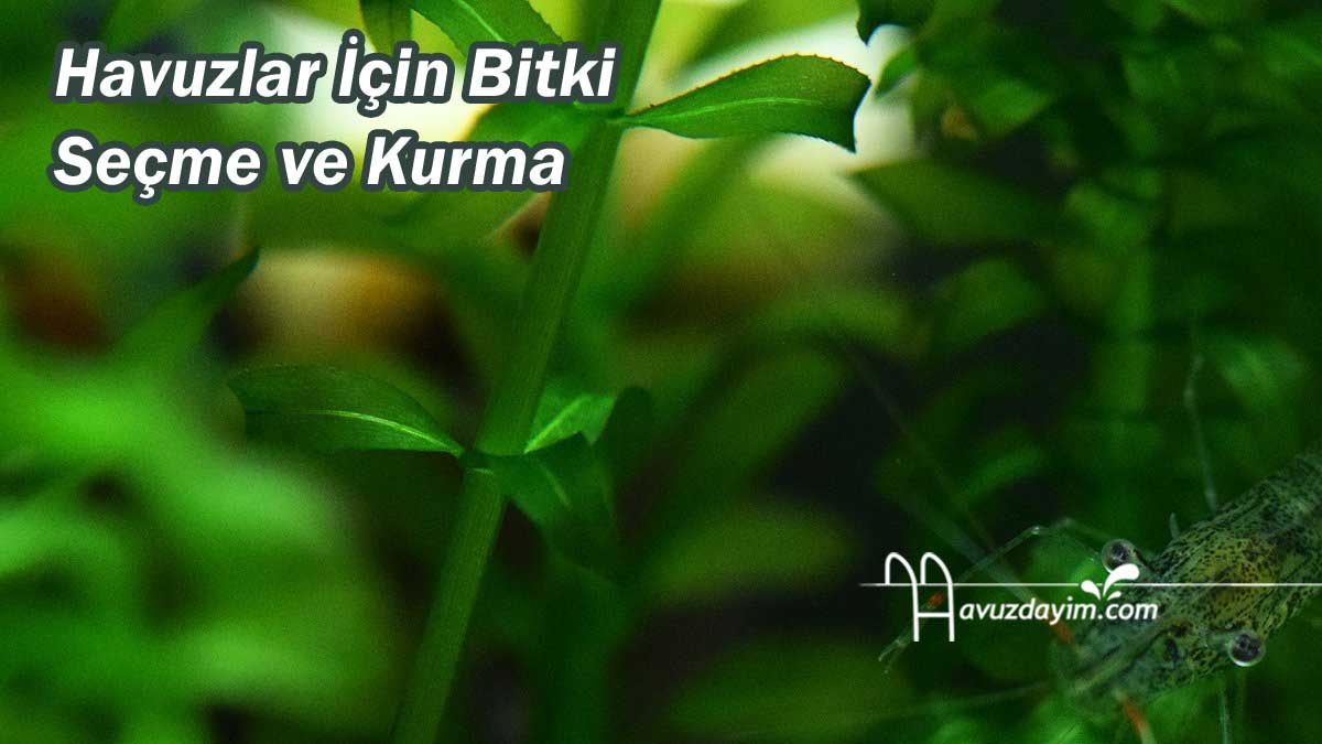 Havuzlar İçin Bitki Seçme ve Kurma