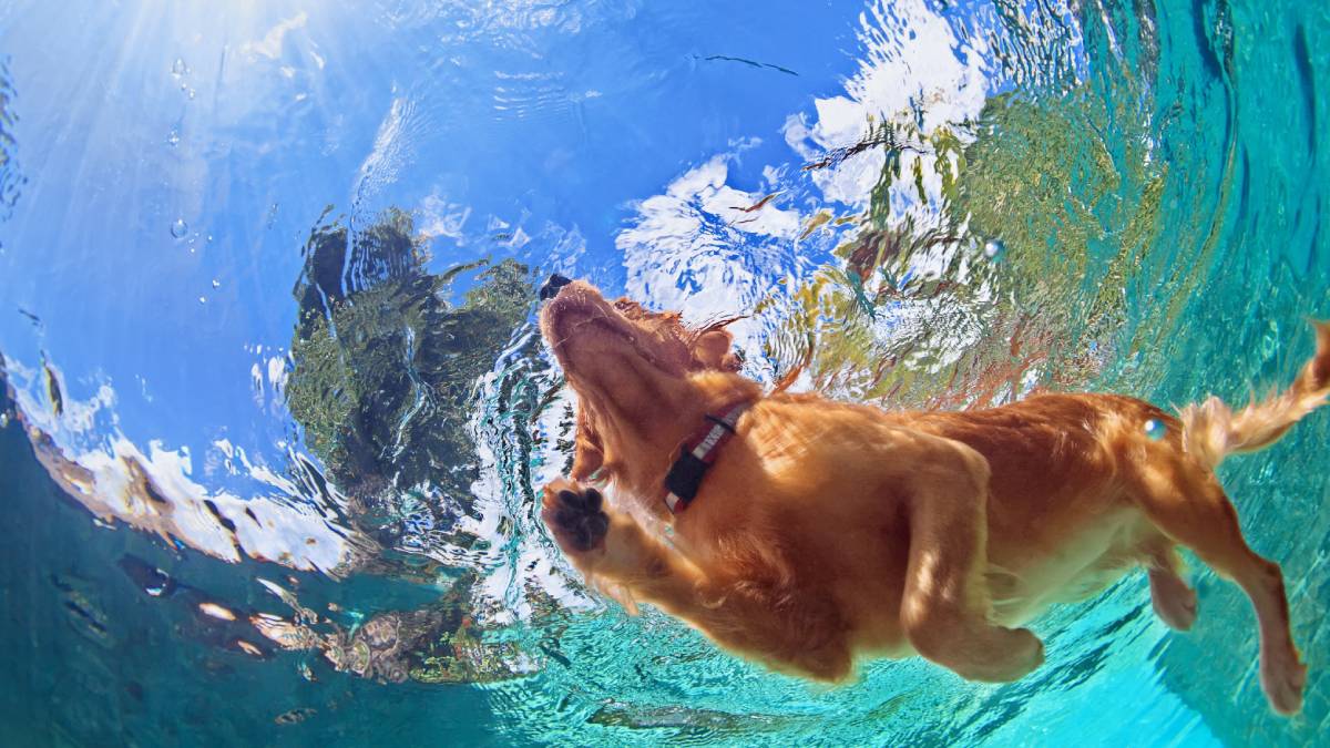 Köpeklerin Havuzda Yüzmesine İzin Verilmeli Midir?
